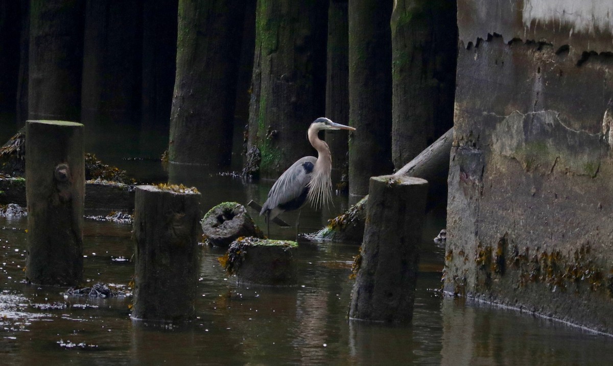 Great Blue Heron - ML638038202