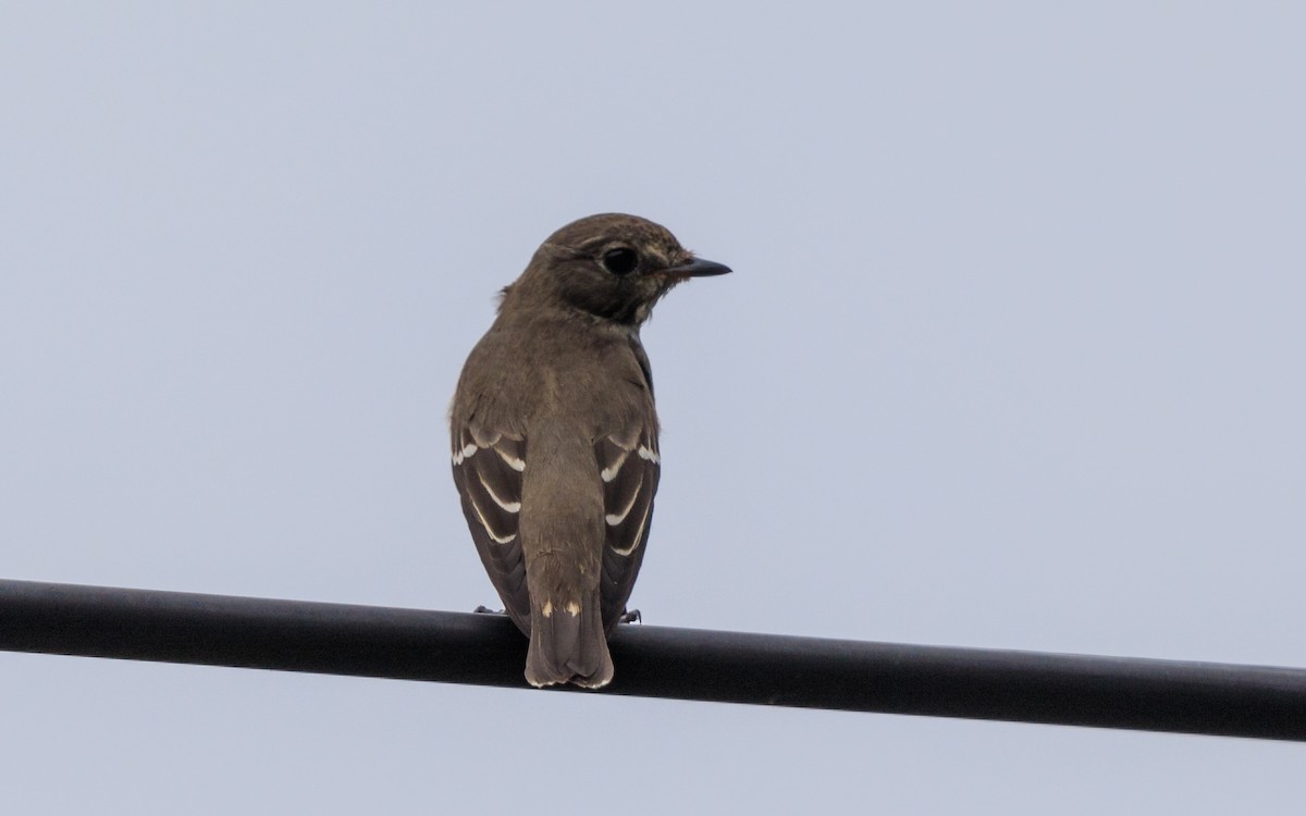 Gray-streaked Flycatcher - ML638038203