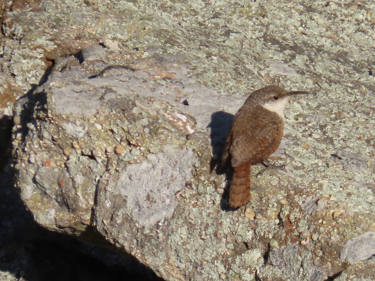 Canyon Wren - ML638038204