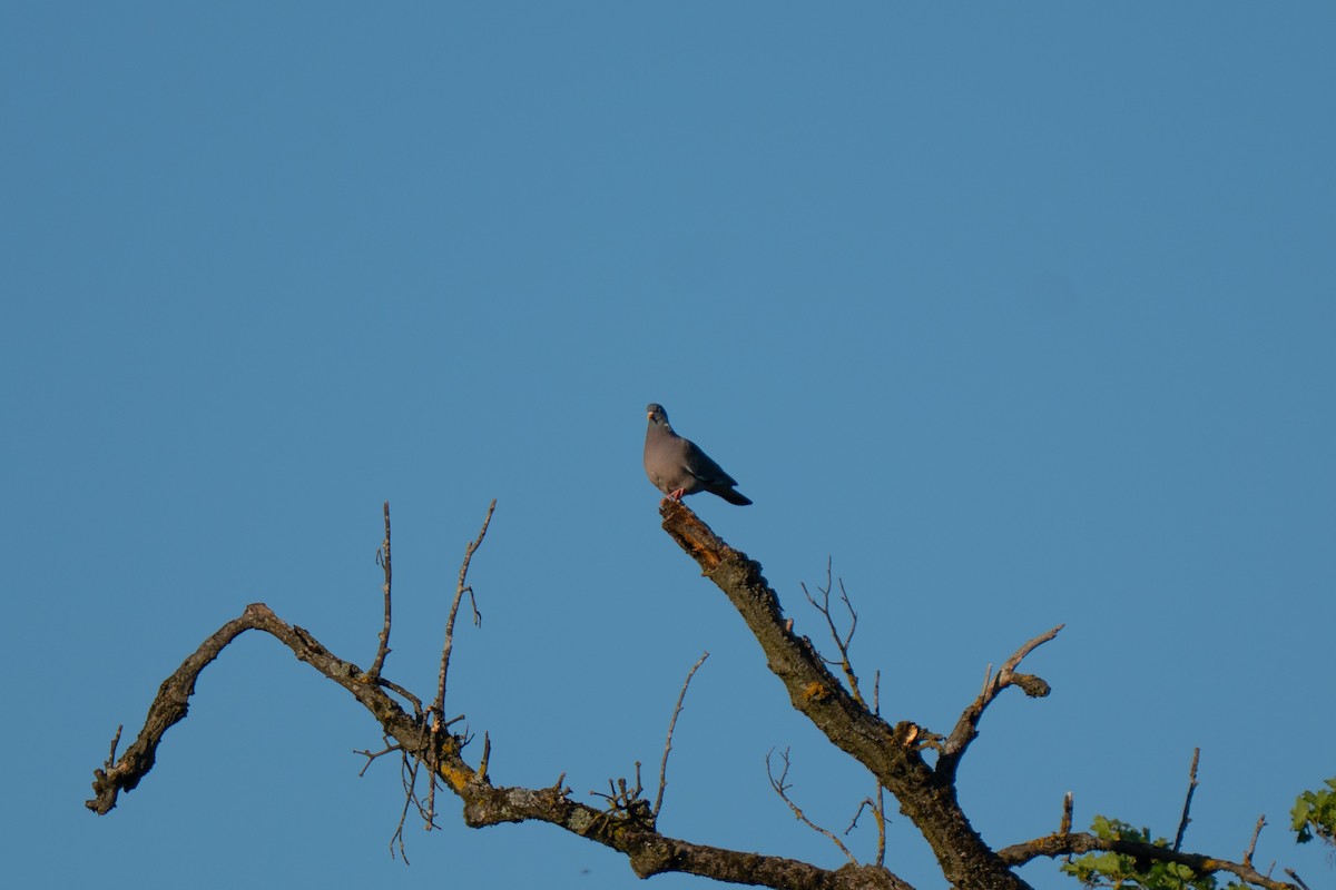 Common Wood-Pigeon - ML638038206