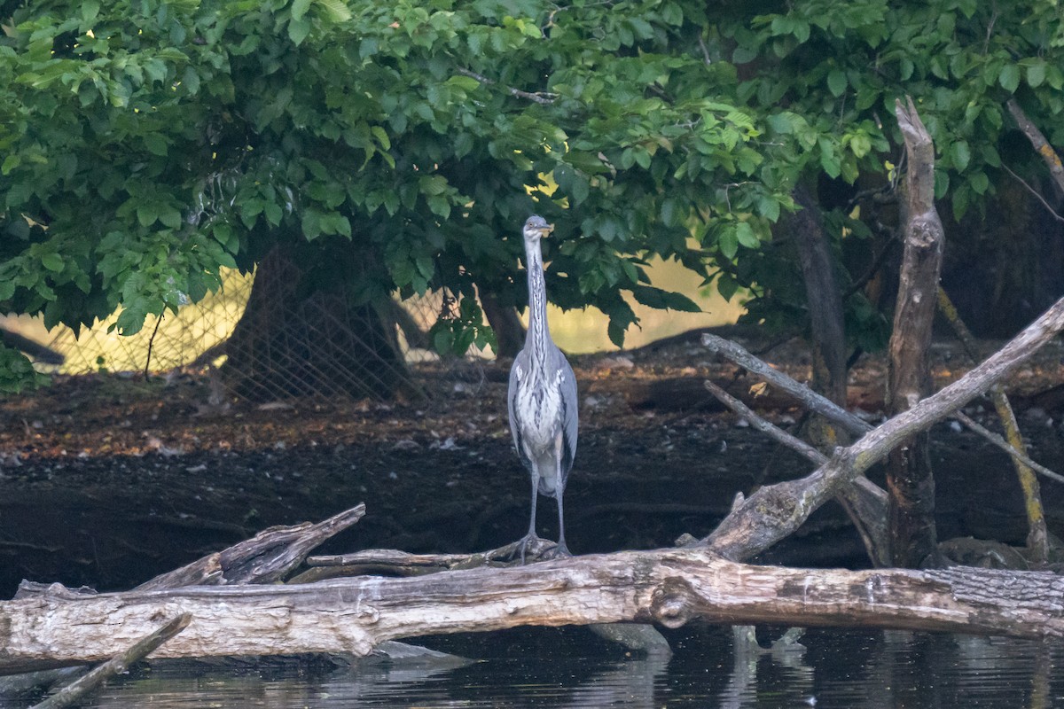 Gray Heron - ML638038208