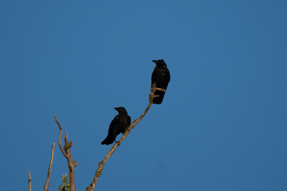 Carrion Crow - ML638038211