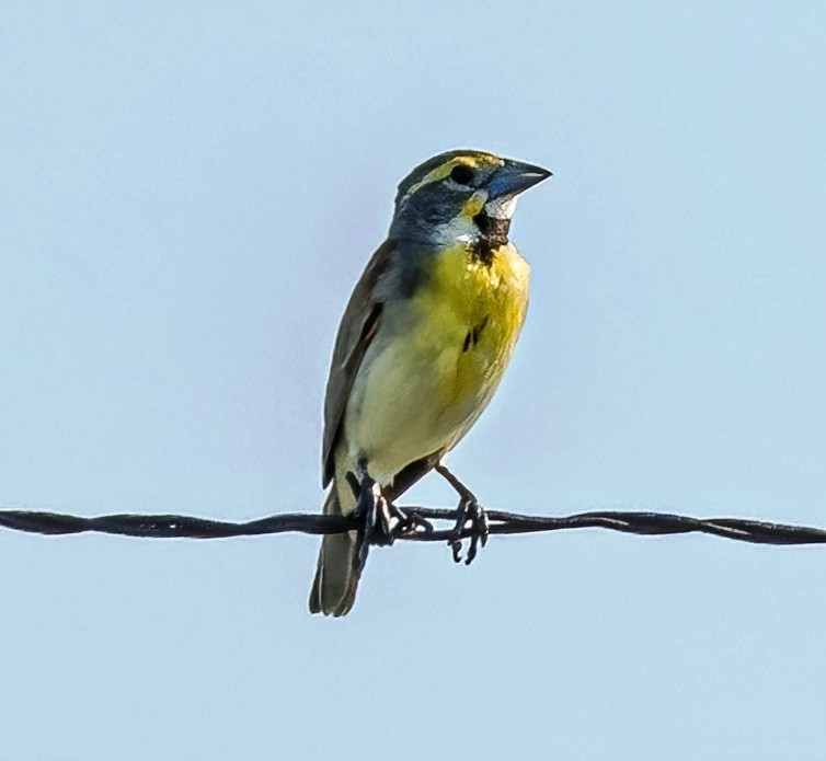 Dickcissel - ML638038225