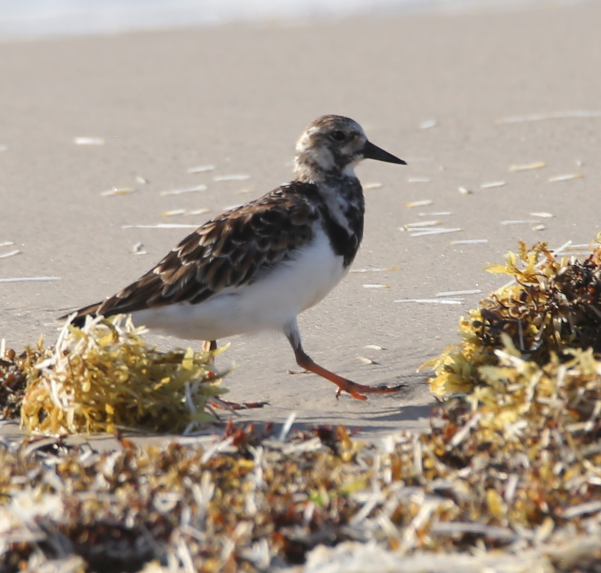 Ruddy Turnstone - ML638038226