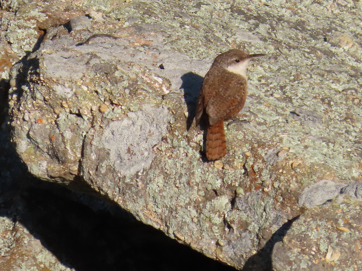 Canyon Wren - ML638038227