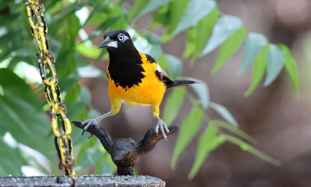 Venezuelan Troupial - ML638038242
