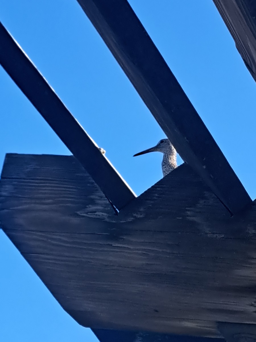 Willet - ML638038257