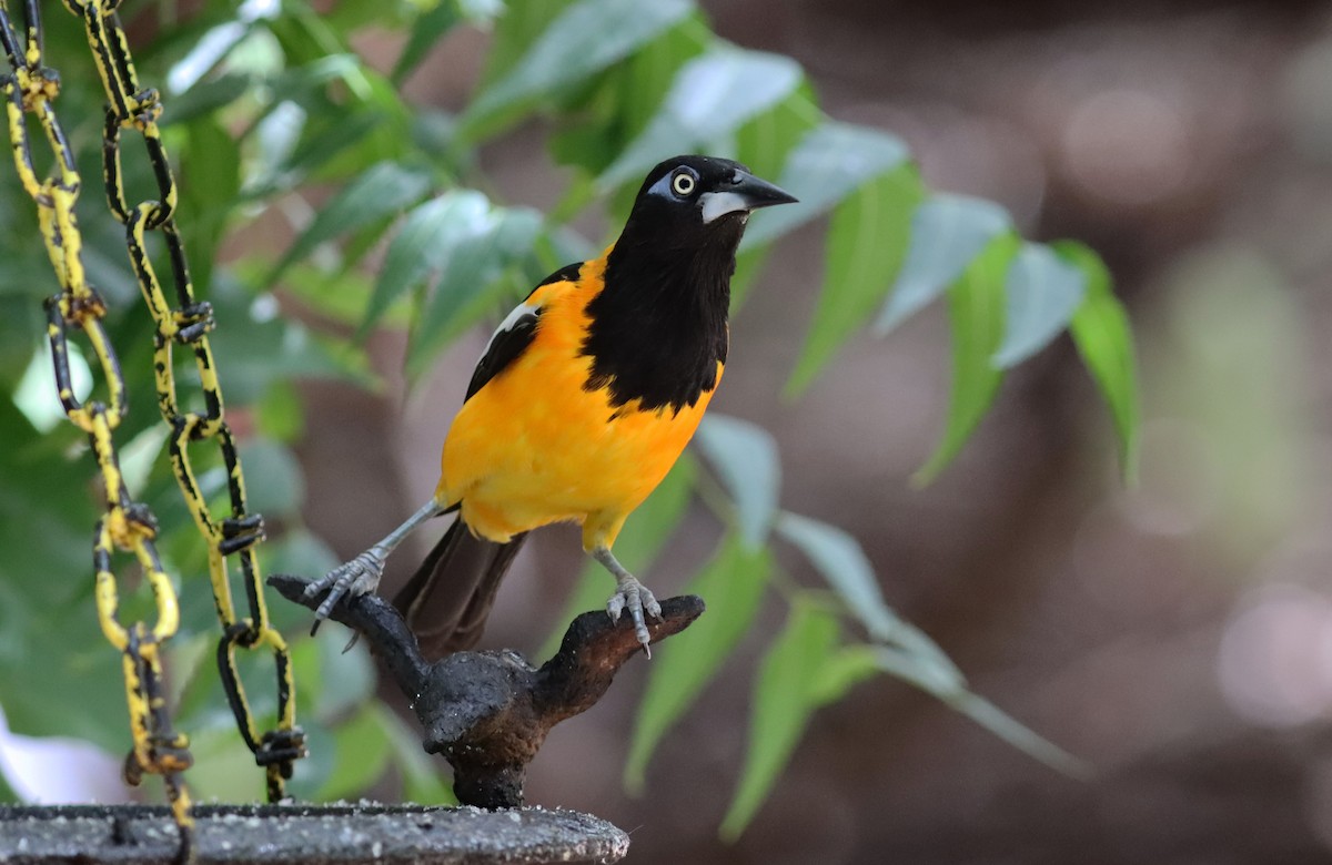 Venezuelan Troupial - ML638038259