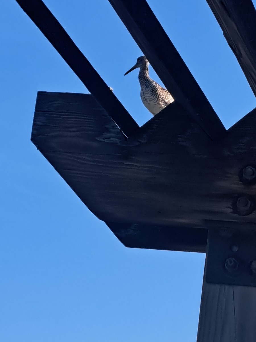 Willet - ML638038262