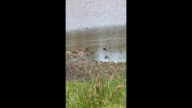 Black-necked Stilt - ML638038263