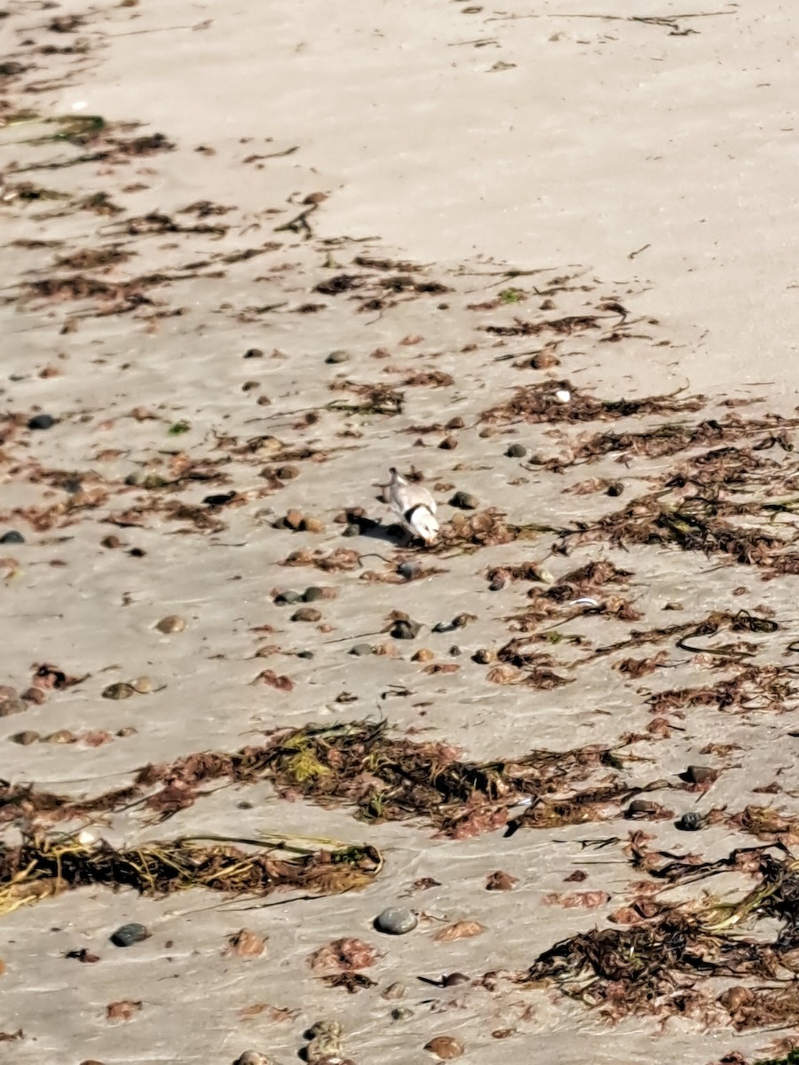Piping Plover - ML638038271