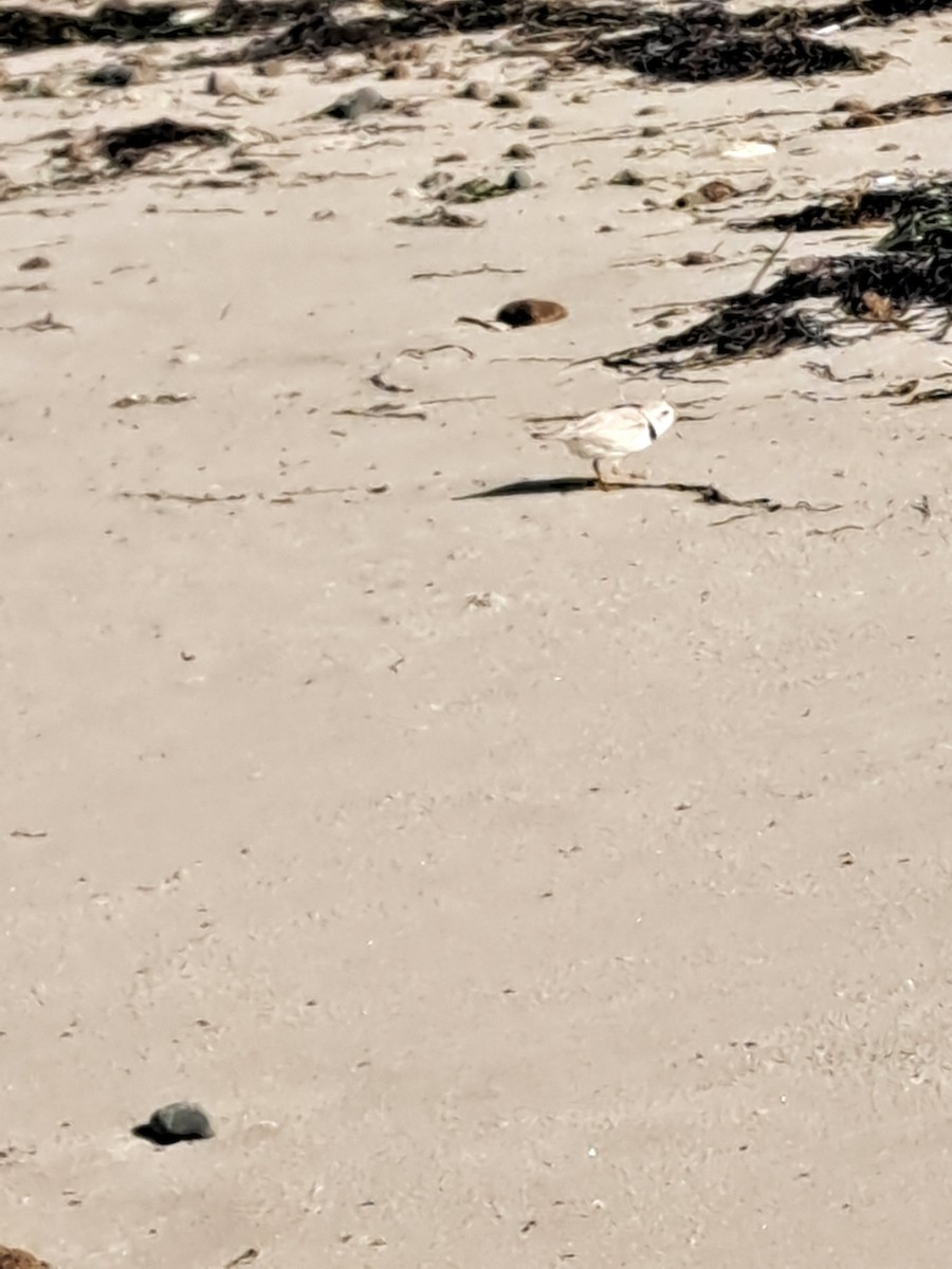 Piping Plover - ML638038283