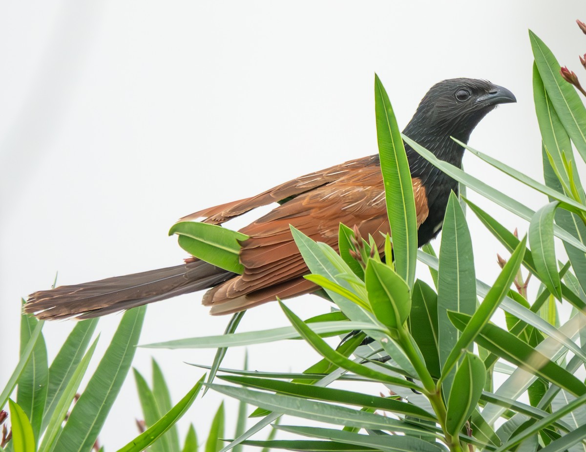 Lesser Coucal - ML638038285