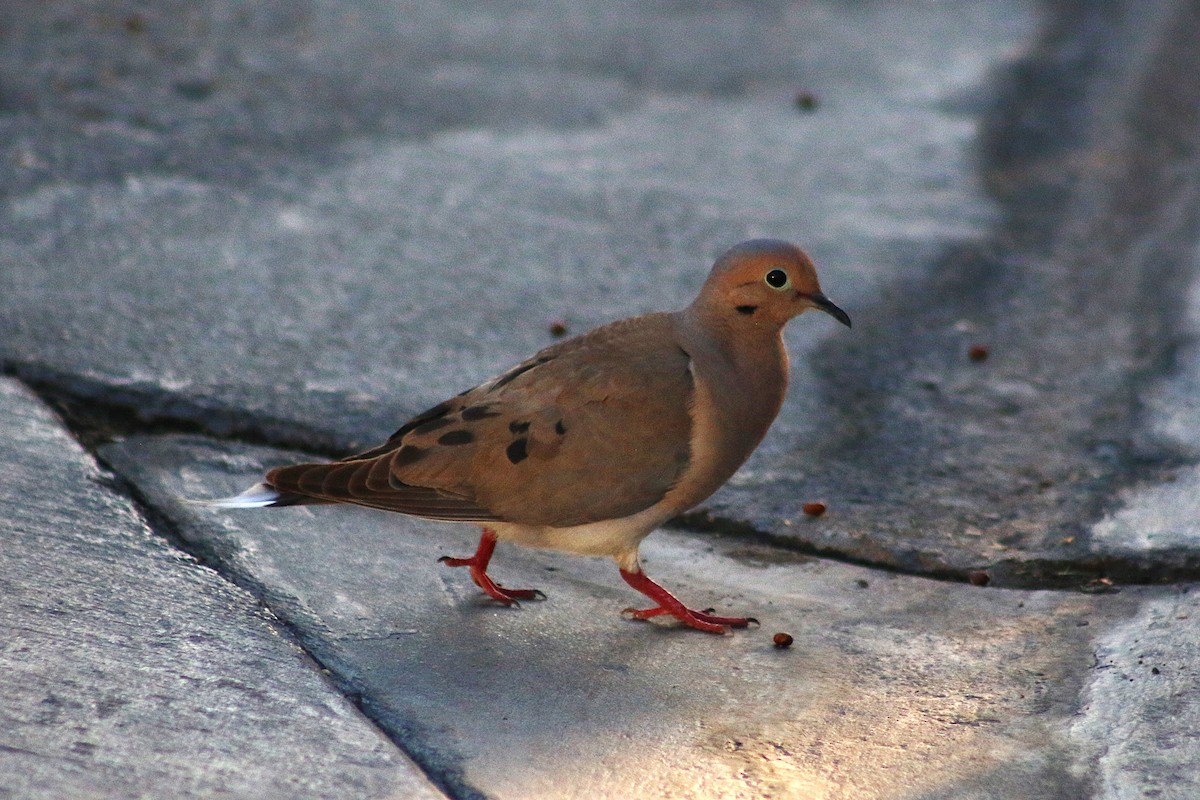 Mourning Dove - ML638038297