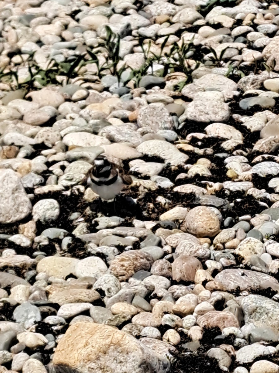 Killdeer - ML638038309