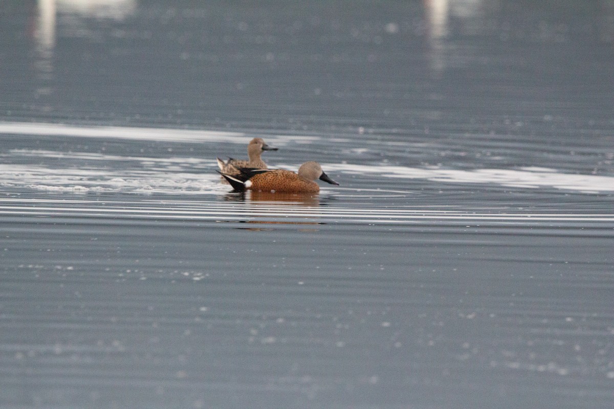 Red Shoveler - ML638038326