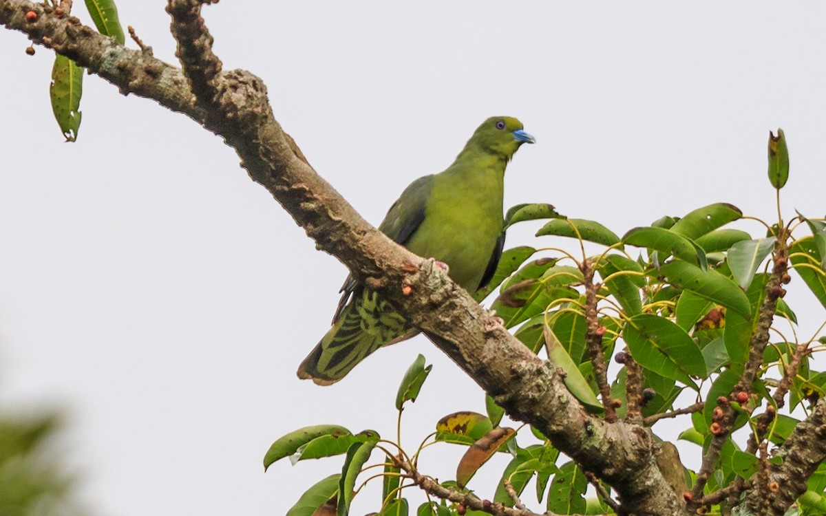 Gray-streaked Flycatcher - ML638038354