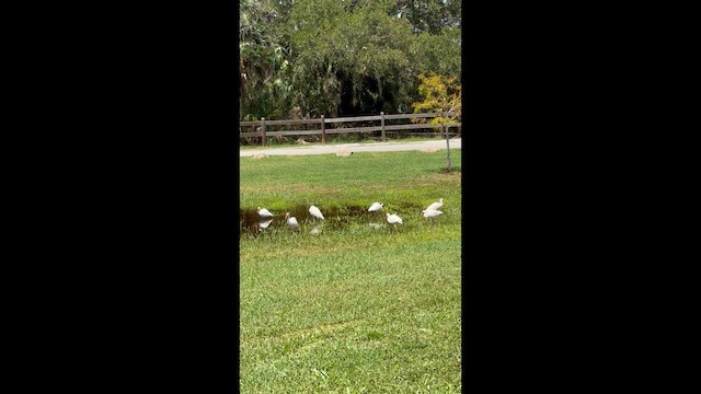 White Ibis - ML638038355