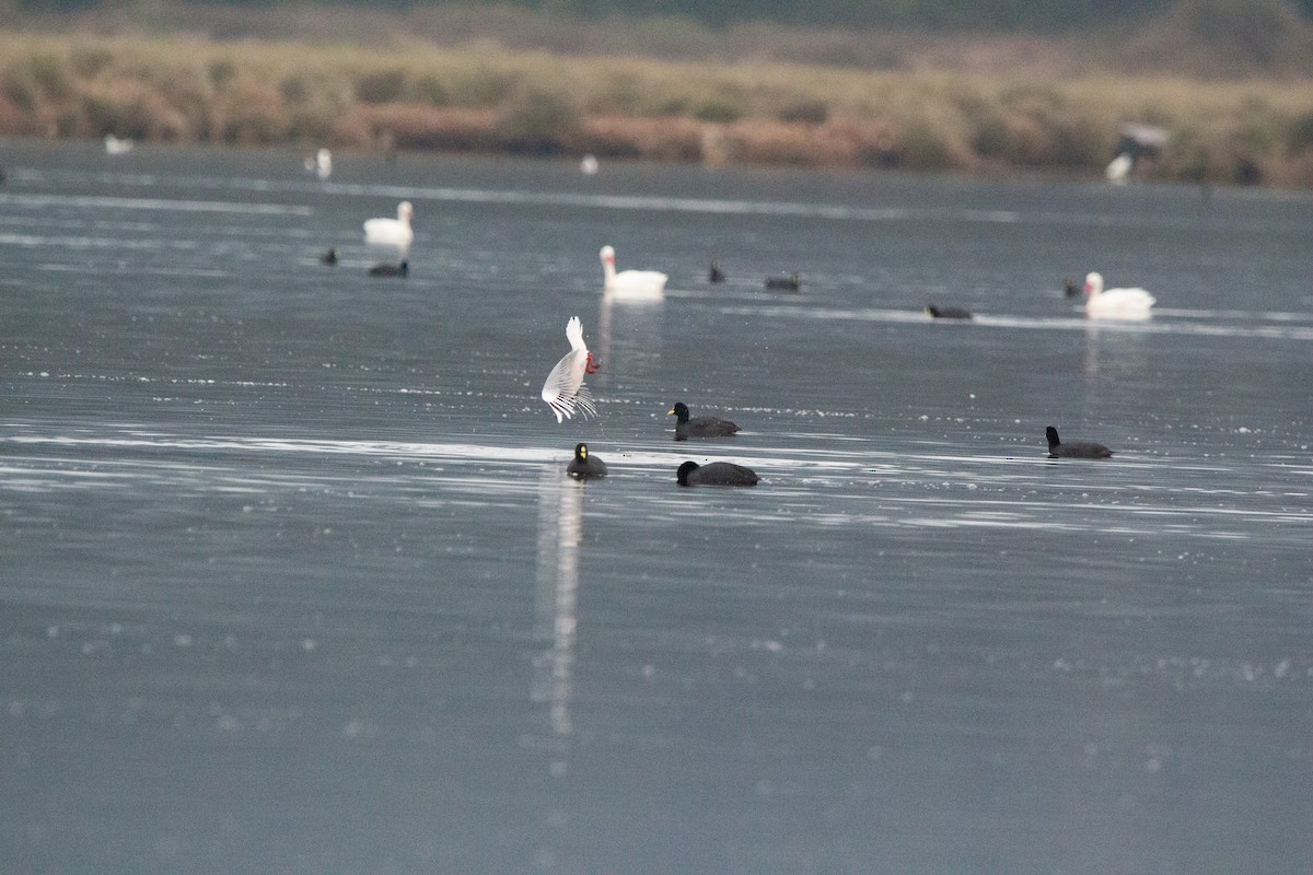 Red-gartered Coot - ML638038356