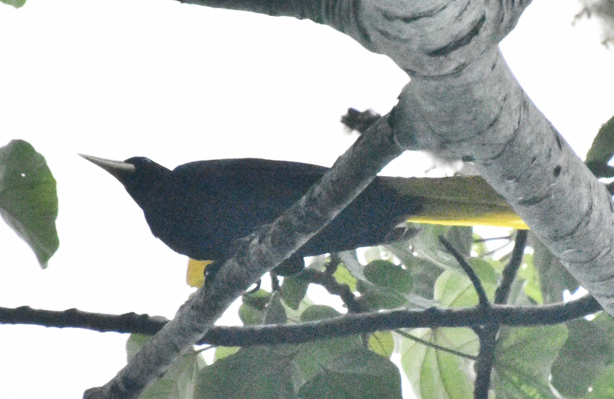 Crested Oropendola - ML638038388