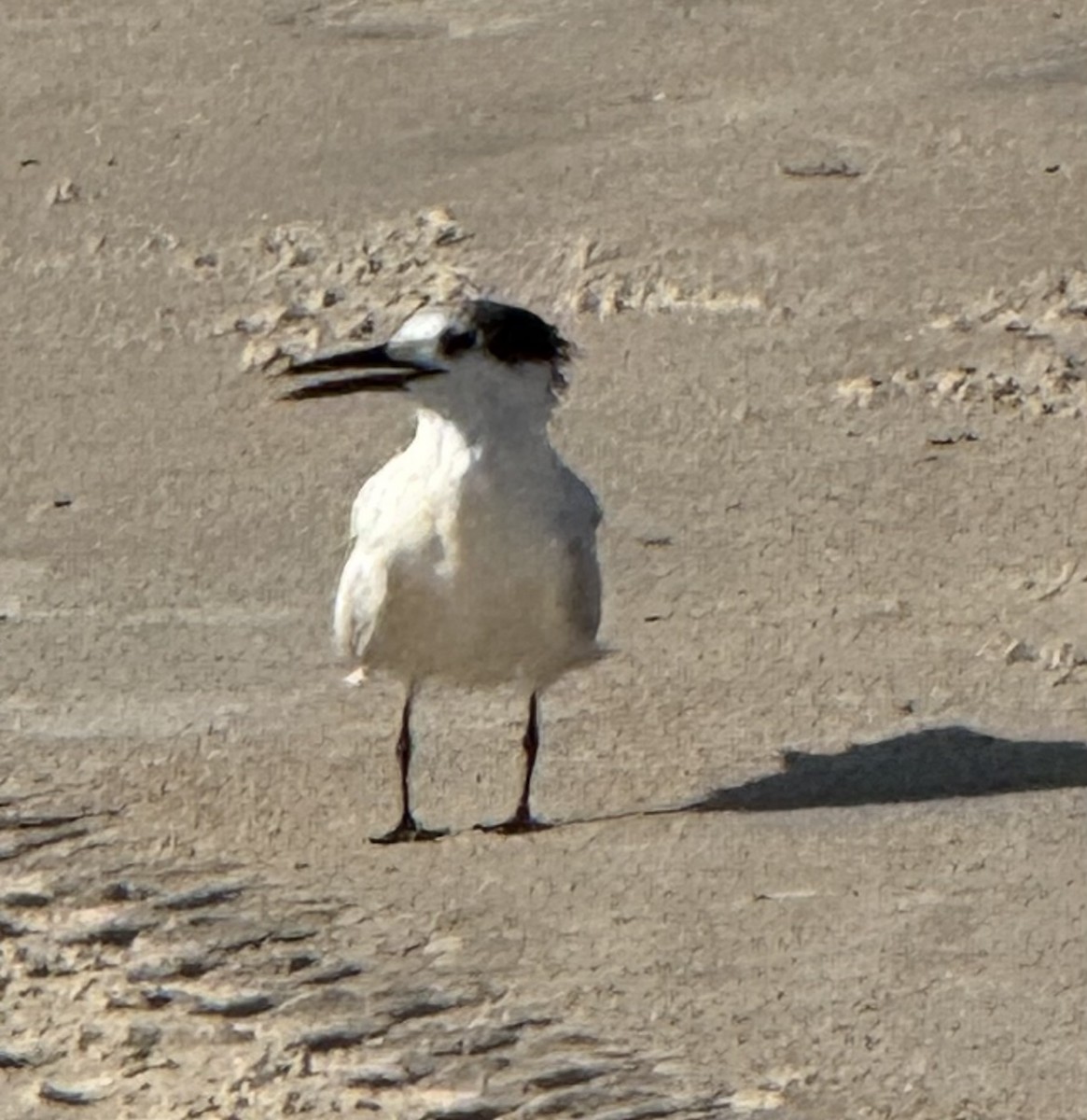 Sandwich Tern - ML638038394