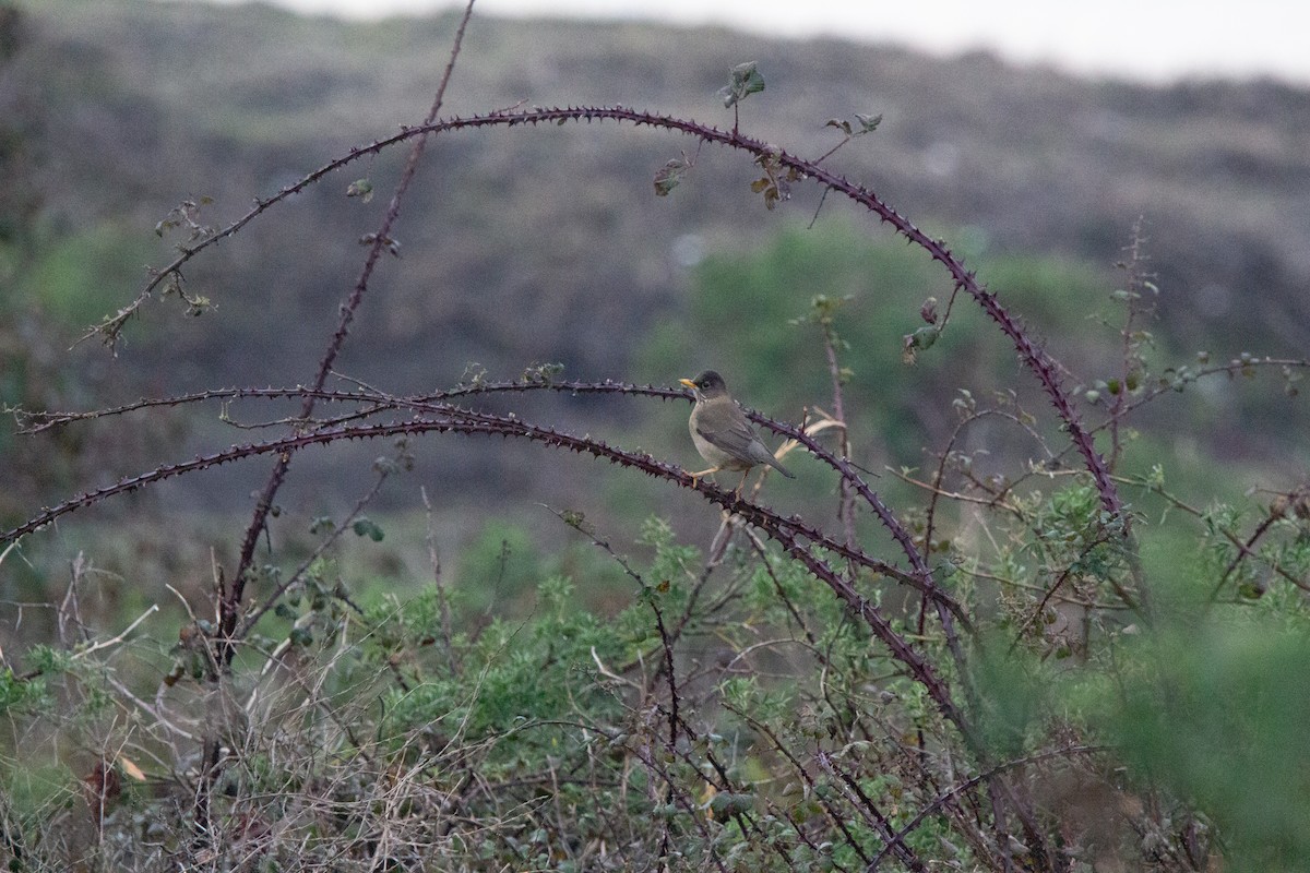 Austral Thrush - ML638038397
