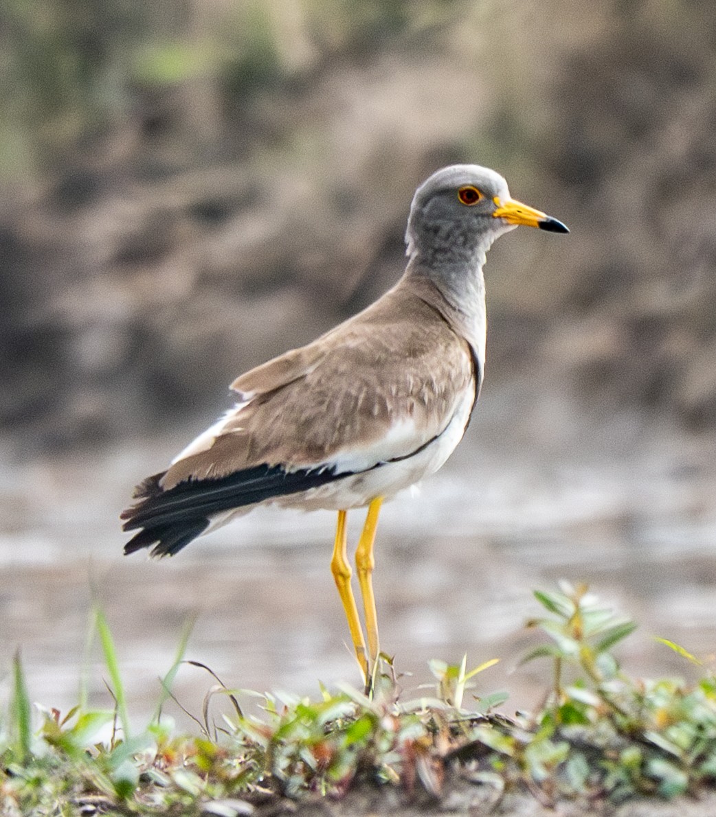 Avefría Ceniza - ML638038399