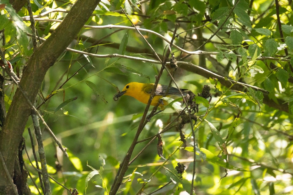Prothonotary Warbler - ML638038406