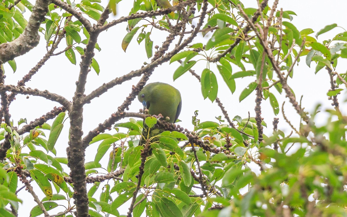 Whistling Green-Pigeon (Ryukyu) - ML638038408
