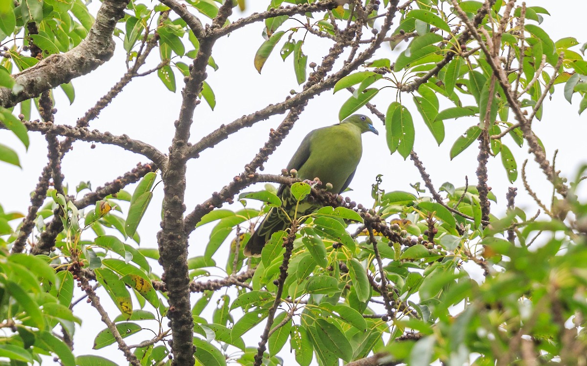 Whistling Green-Pigeon (Ryukyu) - ML638038409