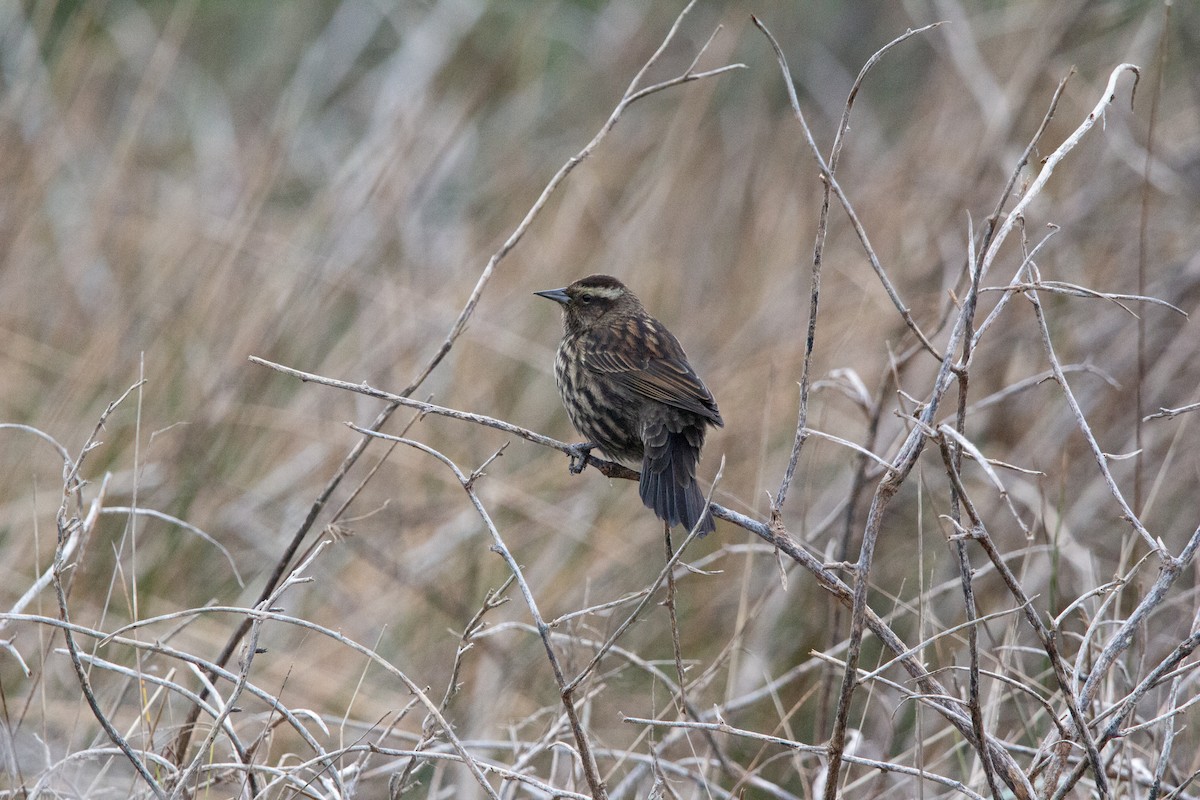 Yellow-winged Blackbird - ML638038416