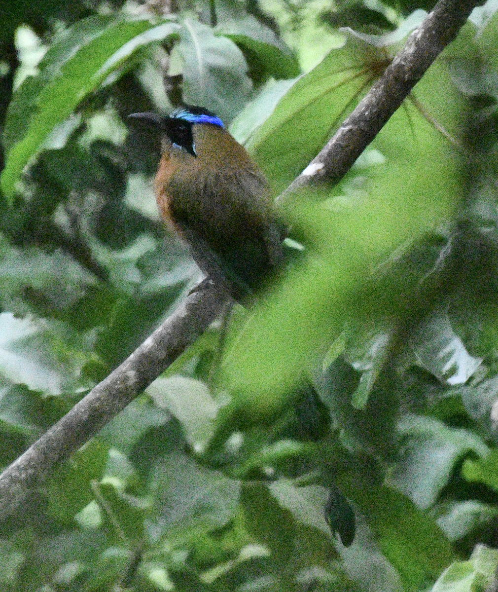 Whooping Motmot - ML638038420