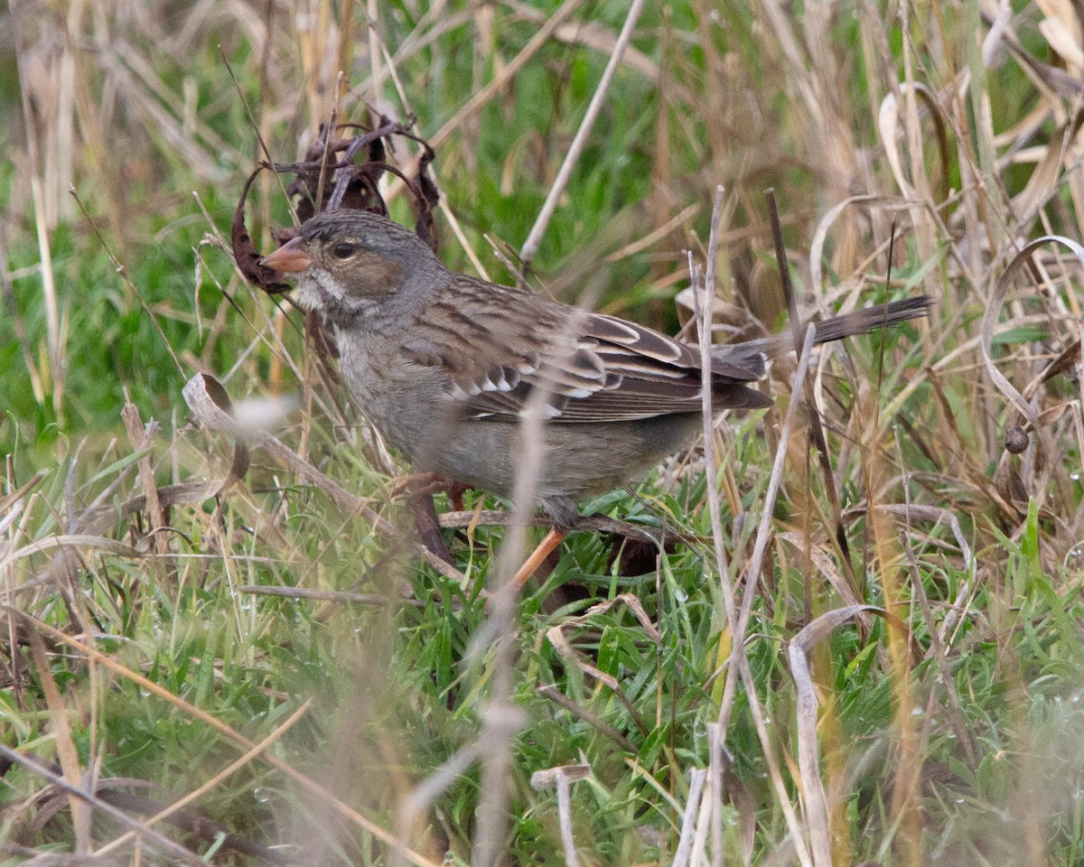Mourning Sierra Finch - ML638038427