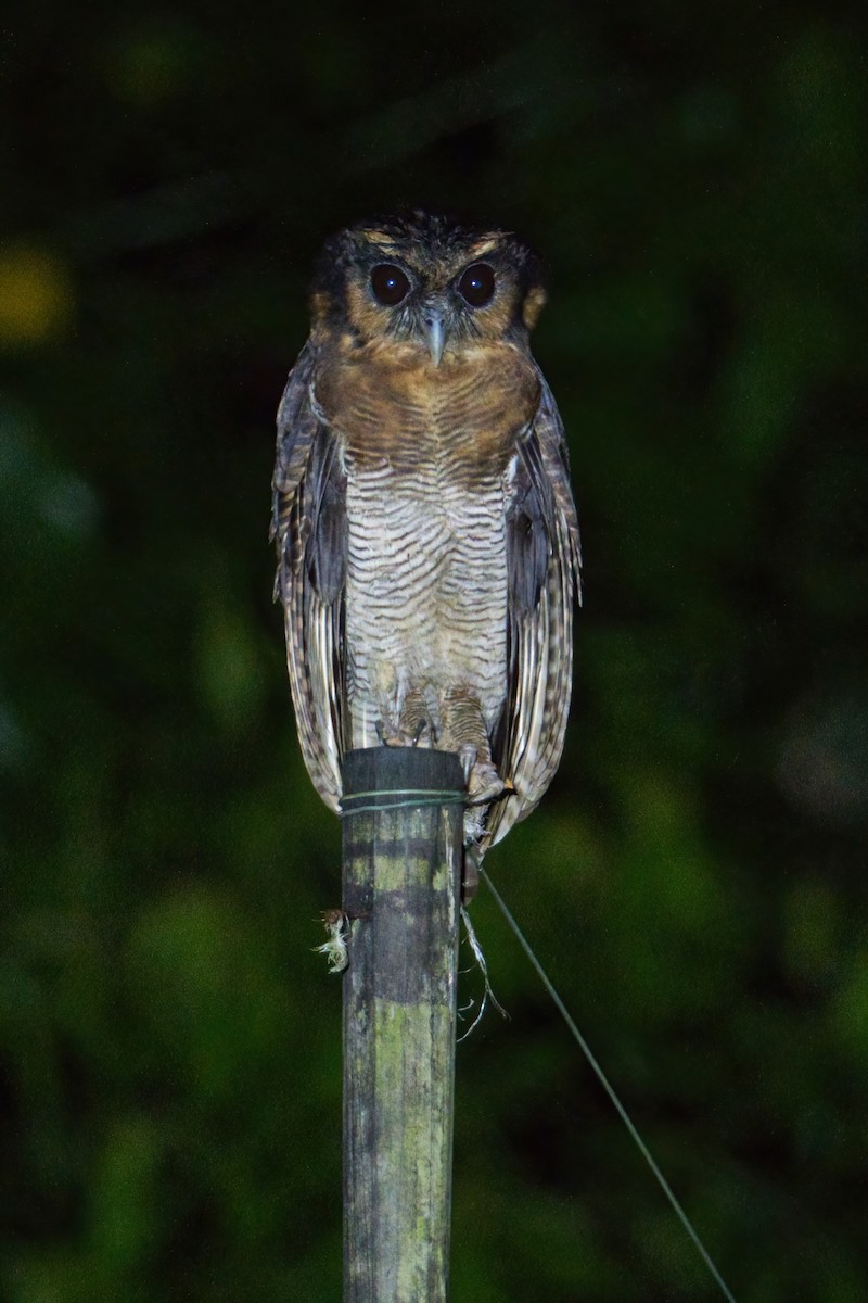 Brown Wood-Owl (Bornean) - ML638038433