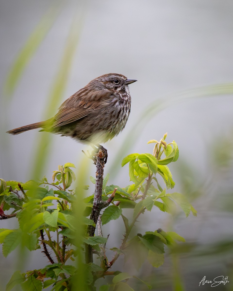 Song Sparrow - ML638038436