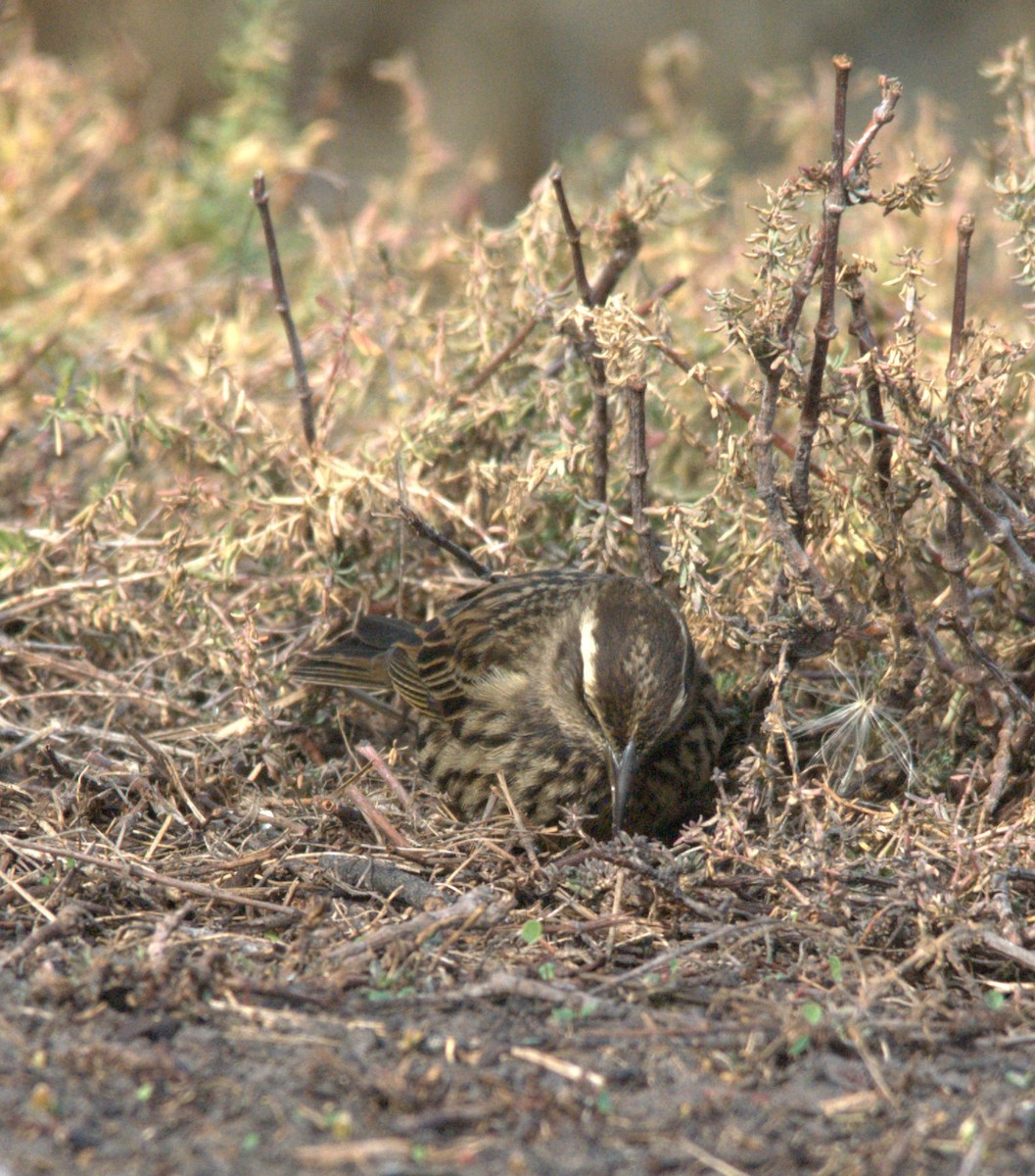 Yellow-winged Blackbird - ML638038445
