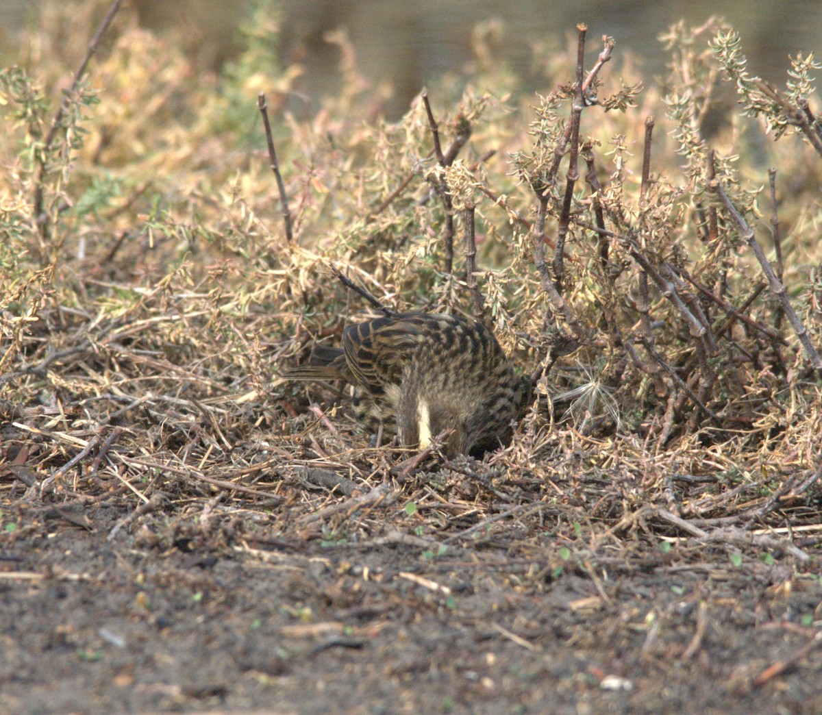 Yellow-winged Blackbird - ML638038447