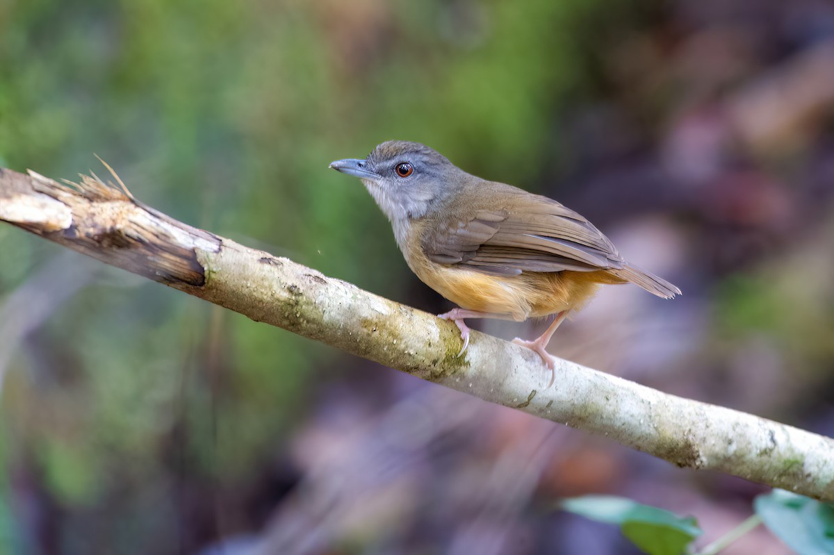 Horsfield's Babbler (Salvadori's) - ML638038453