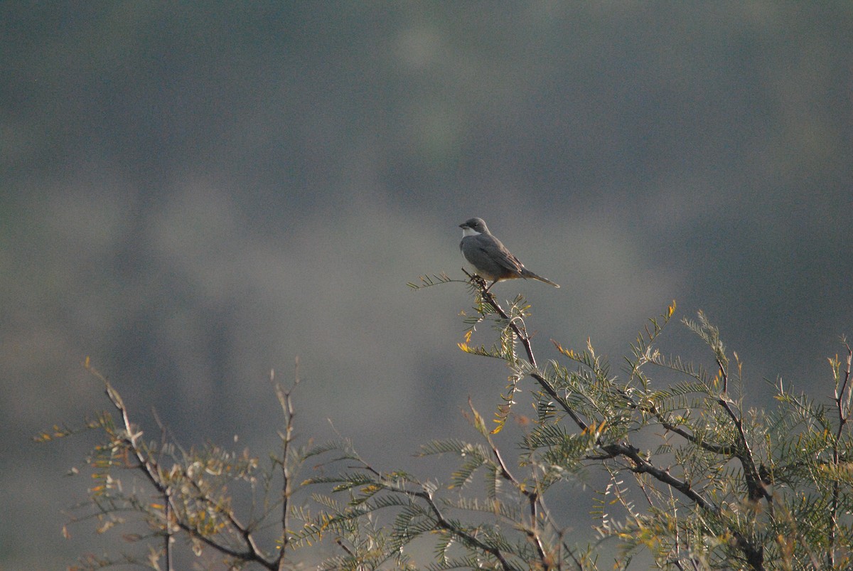 Diuca Finch - ML638038471