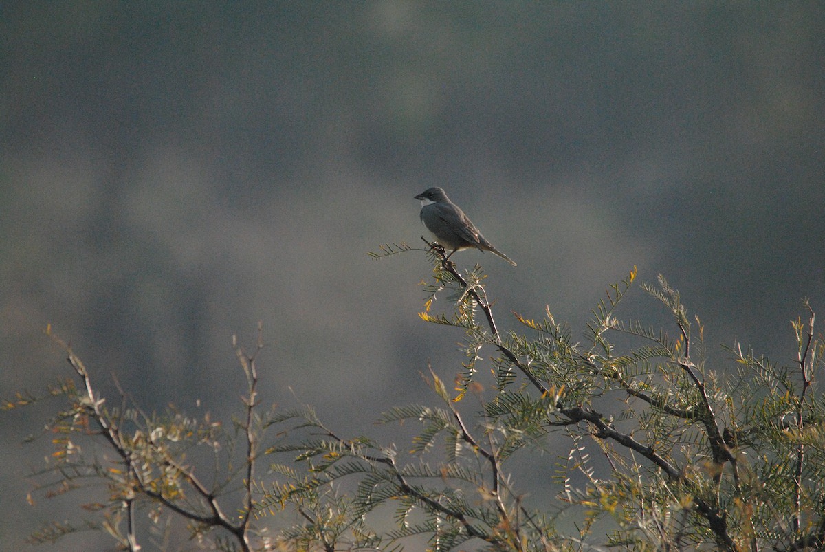 Diuca Finch - ML638038472