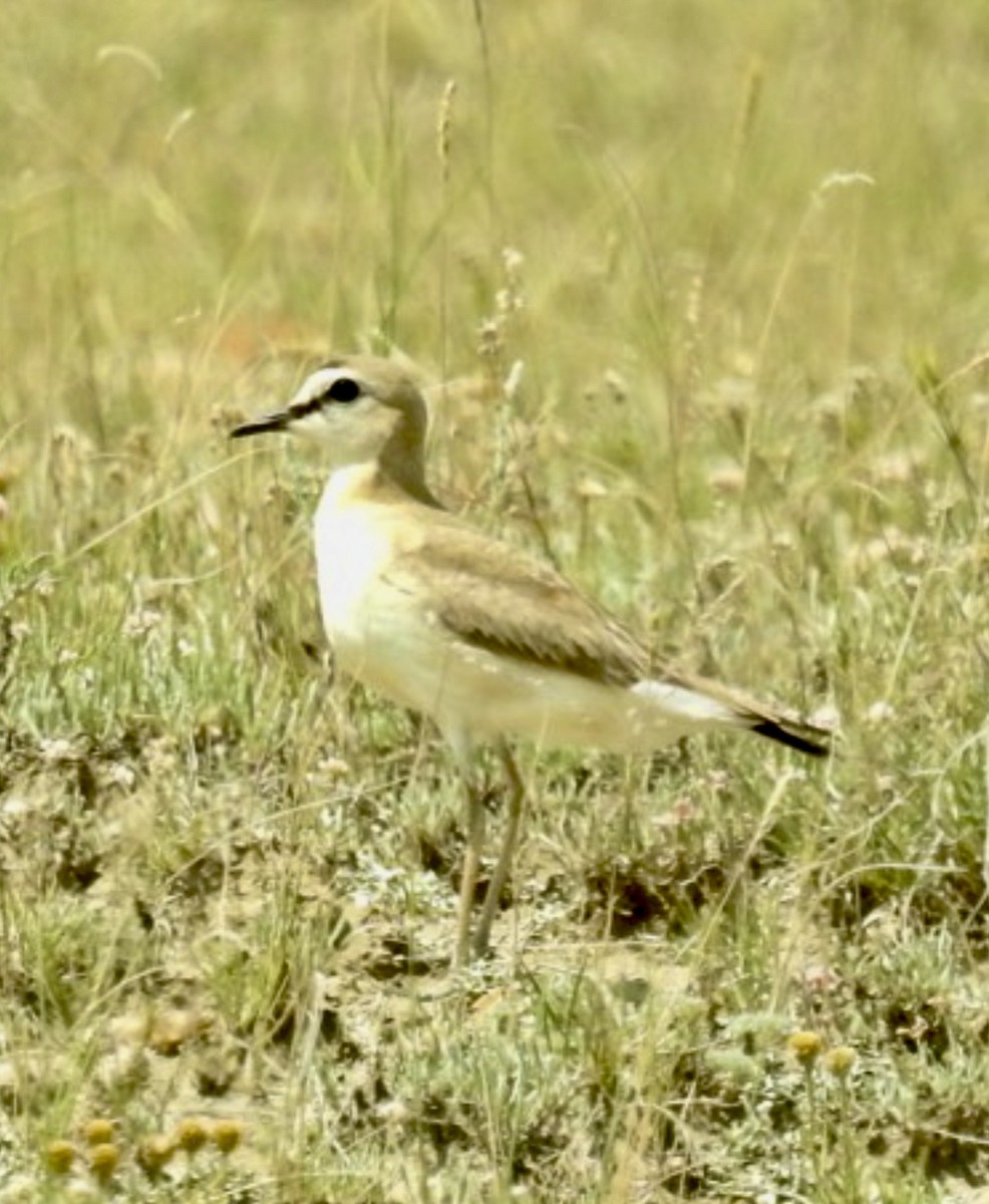 Mountain Plover - ML638038473