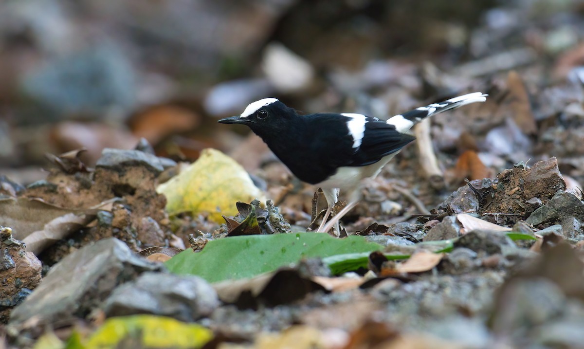 White-crowned Forktail (Malaysian) - ML638038476