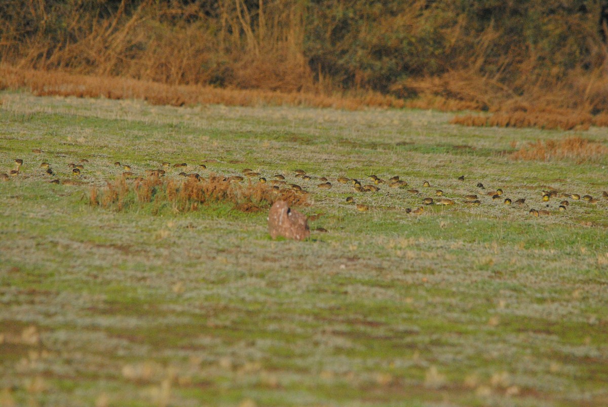 Grassland Yellow-Finch - ML638038495