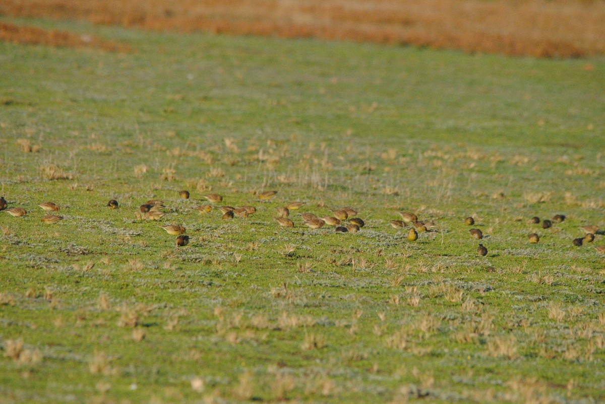Grassland Yellow-Finch - ML638038496