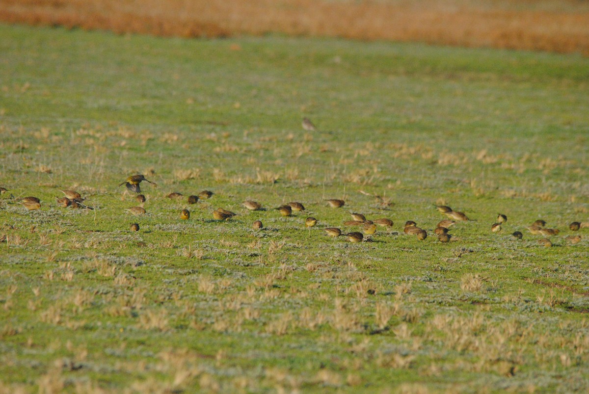 Grassland Yellow-Finch - ML638038497