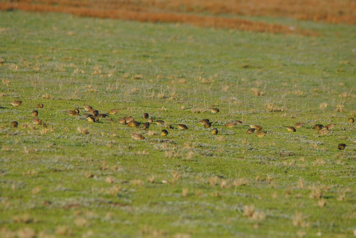 Grassland Yellow-Finch - ML638038498