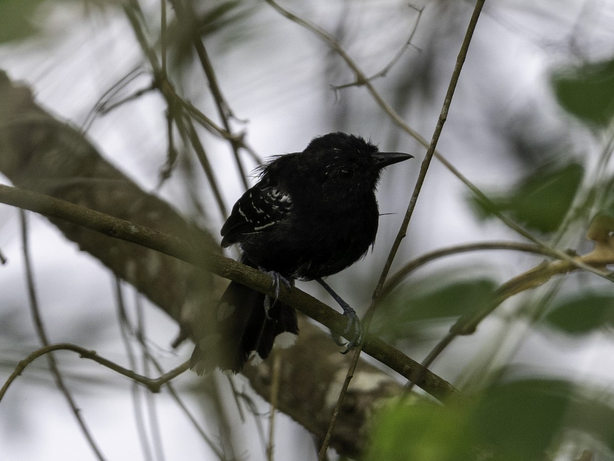 Jet Antbird - ML638038519