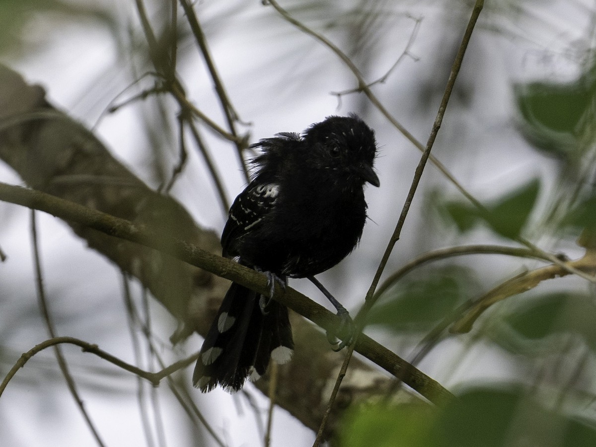 Jet Antbird - ML638038520