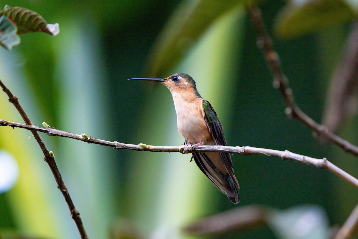 Rufous Sabrewing - ML638038558
