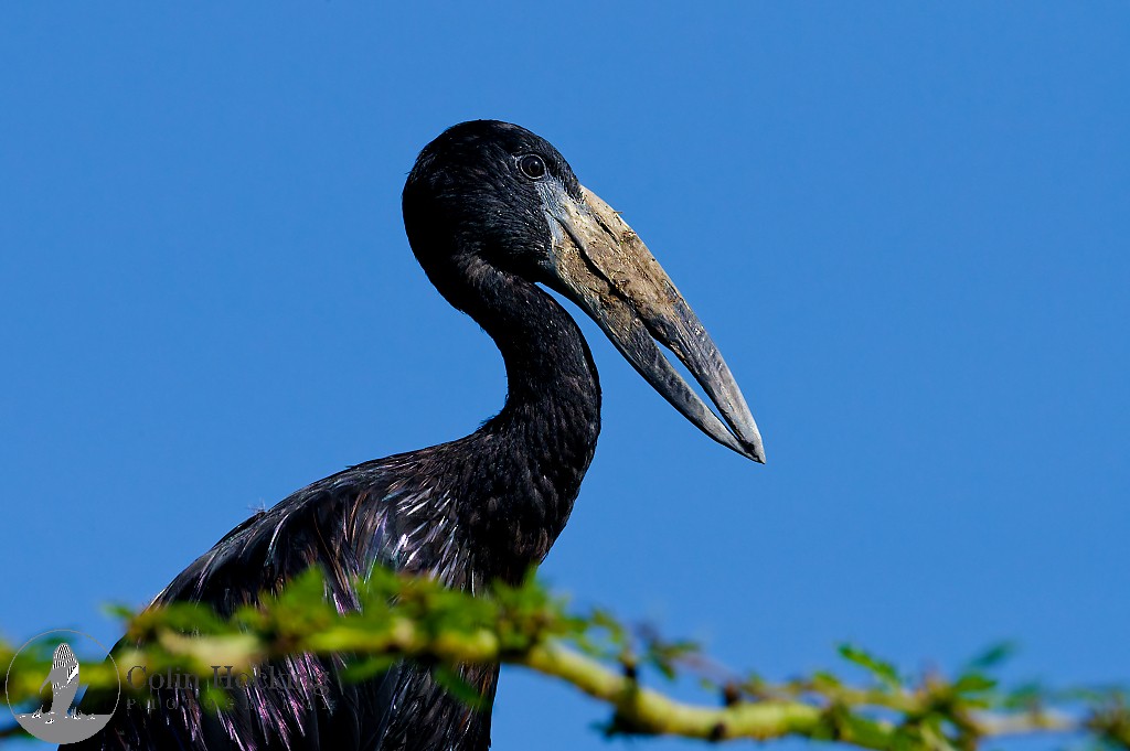 African Openbill - ML638038561